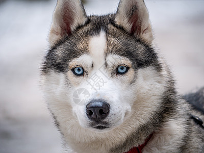 紧贴蓝眼灰色成人西伯利亚Husky狗肖像 颜色图片