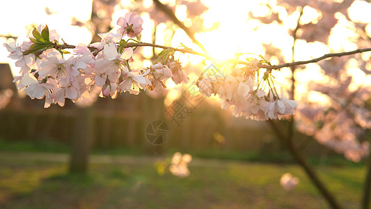 盛开的粉红色苹果树枝在晴朗的春日在晴朗的蓝天背景下随风移动 日落背景下温暖的阳光下的樱花 镜头光晕 自然 开始的概念农场植物群叶图片