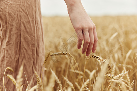 与金麦田小麦田小麦小麦切开的收获有机阳光日图片