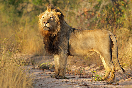 自然栖息地中的非洲大雄狮子图片