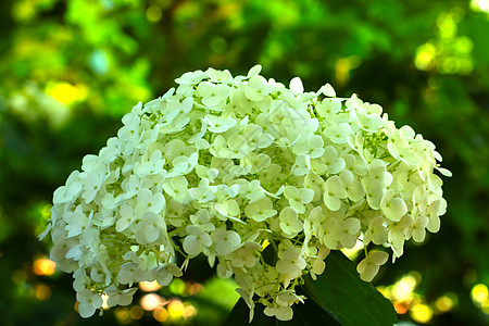 一束绣球花夏天在公园里 有一束鲜花 在夏日的Hydrangeas树枝背景