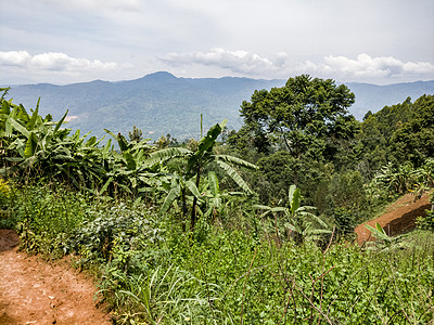 香蕉种植 Ruanda-非洲图片
