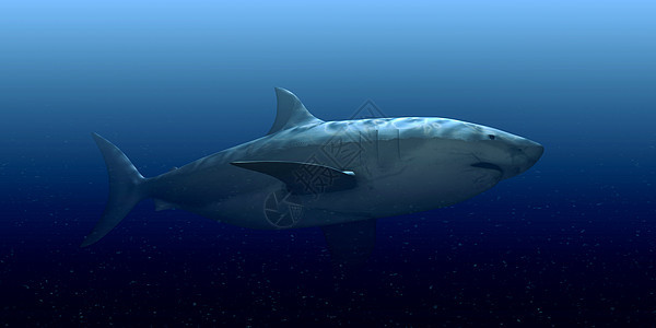 白鲨鱼白色游泳捕食者插图野生动物海洋危险攻击牙齿动物图片