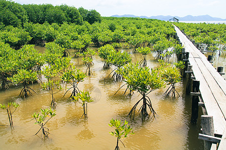 红树林保护区中间的木环路径中 一条沿海湿地环保栖息地生态热带地带风景多样性绿色图片