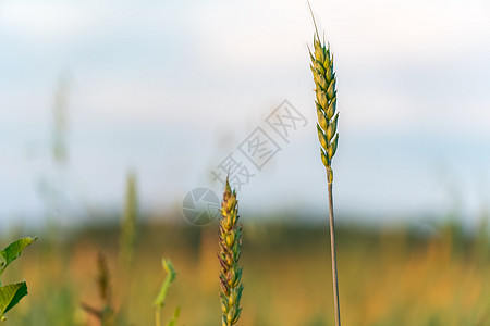 往事随风在田地或草地上种植谷物 麦穗在阳光和蓝天的背景下随风摇摆 自然 自由农民全景小麦玉米休息农业农田收成美化生长背景