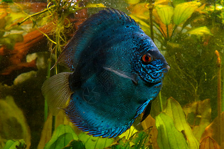 热带花在水族馆里讨论鱼的问题 淡水水族馆鱼类很受欢迎背景