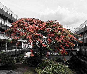 新加坡国立大学全闪光背景