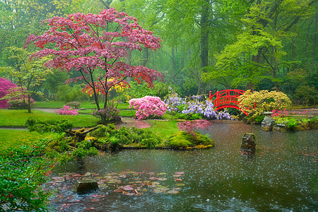 日式花园 荷兰海牙Clingendael公园游客禅意雨量胜地植物公园旅游下雨景点暴雨图片