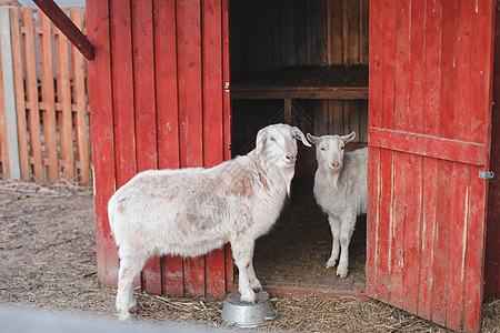 农场上的山羊 农牧业 家畜农村风光喇叭生态生活院子国家动物园田园牛奶图片