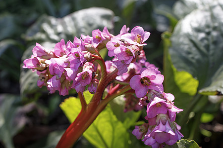 是 Bergenia 属的植物 该物种的通用名称包括心叶紫菜 心叶紫菜图片