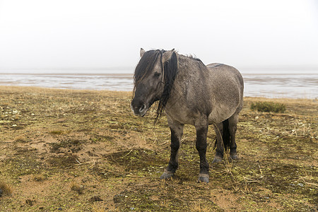 在科拉半岛的库佐门村 有灰色马匹和雅库特人种长图片