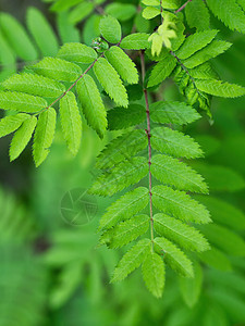 抽象的绿色叶质素 以明亮的语调 自然的绿色背景蕨类热带丛林森林荒野植物植物学衬套树叶叶子图片