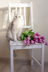 一只美丽的白猫坐在一束粉红色郁金香的花束旁 在浅色背景上图片