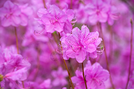 朝鲜罗多德南花朵年度植物公园紫色公共公园月季图片