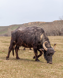有角的黑牛在山区的一个绿草地上放牧高清图片