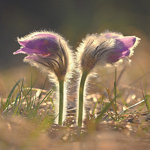 草地上的小花朵季节春天背景高清图片