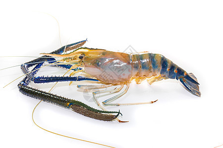 白色的巨型淡水虾食物河虾餐厅蓝色动物甲壳市场龙虾海鲜对虾图片