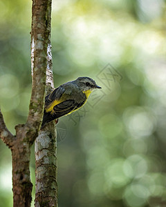 被识别为东黄罗宾鸟白色黑色动物鸟类森林荒野绿色公园野生动物热带图片