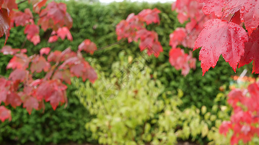 雨滴 红色的秋天枫树叶 水滴 湿落叶在森林里活力叶子季节绿色公园天气植物湿度树叶图片