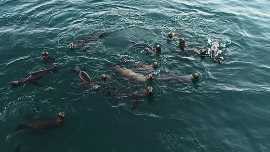 野海豹动物聚居地 许多海狮 在海水中游泳的牧群图片