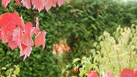 雨滴 红色的秋天枫树叶 水滴 湿落叶在森林里绿色湿度树叶天气叶子植物活力公园季节图片
