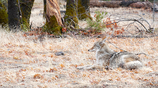 野狼动物 郊狼或者coywolf 优胜美地森林野生生物 加利福尼亚动物区系图片