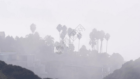 悬崖上的棕榈树或虚张声势 雾气的天气 加州海岸 迷雾的白色空气手掌阴霾海洋湿度灰色气氛能见度多云侵蚀岩石图片