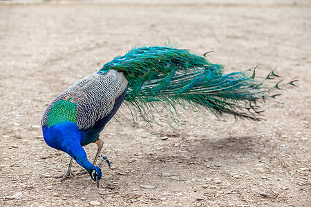 一只美丽的孔雀 羽毛亮明的孔雀走在游客旁边男性动物主题野生动物活力公园尾巴动物园雄性热带图片