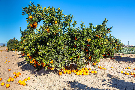 橙子生长在农场的树上晴天生产橙子食物水果树林果汁太阳果园收成图片