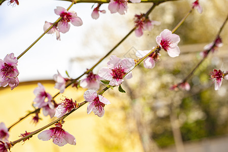 春天的桃花樱花季节园艺水果天空花园植物香气花朵植物学图片