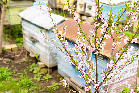 樱花树枝下成排的蜂巢 在 aperil 的春天的养蜂场 蜜蜂从花园里的白花中采集花粉花蜜养蜂人农场树木房子蜂蜜殖民地农村食物昆虫图片