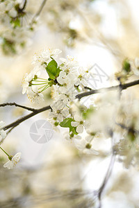 春花樱花 鲜花的白花图片