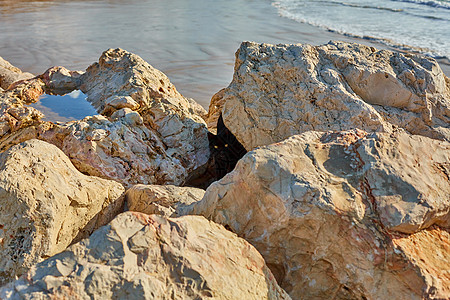 黑猫在海边的石头中猎捕螃蟹高清图片