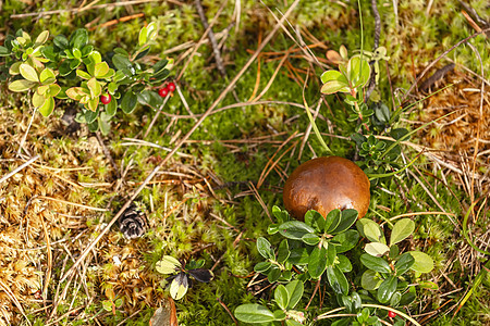 森林中的蘑菇植物环境雨后春笋森林健康饮食季节饮食食物季节性食用菌背景