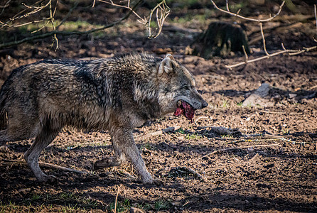 野狼在森林里捕捉到一些肉图片