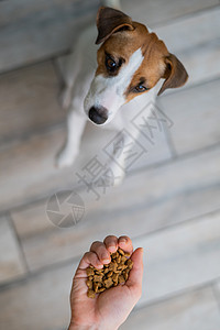 一个女人拿着一小撮干狗食物宠物兽医地面动物小吃营养伴侣手臂女性小狗图片