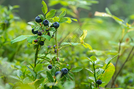 蓝莓 绿色蓝莓 有成熟的多汁大浆果森林衬套食物灌木食品生长野生动物蓝色植物健康图片