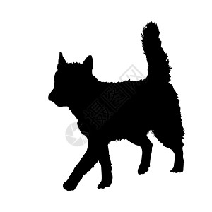 白色背景的狗背影被隔绝 走着西伯利亚哈斯基高清图片