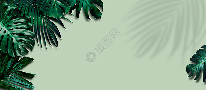 热带树叶在绿色背景和叶影上标贴横幅图片