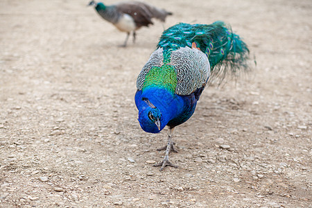 一只美丽的孔雀 羽毛亮明的孔雀走在游客旁边蓝色野生动物男性公园摄影动物群雄性眼睛动物园活力图片