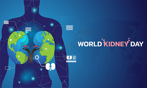 世界肾日海报解剖学阴影器官硬币动脉静脉手绘活动治疗图片