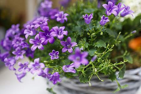 花椰子叶 Campanula 波斯或棒子雅各 紫铃篮中出售的紫铃花花园植物花瓣花束植物群宏观生长紫色绿色蓝色图片