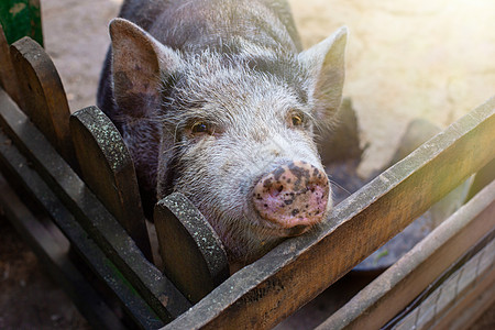 一只奇怪的黑猪站在农场的木制棚子里图片