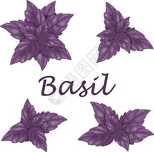 Basil 紫叶 香味植物作调料 白底隔绝的矢量插图美食食物紫色叶子农业香料树叶草本植物蔬菜烹饪图片