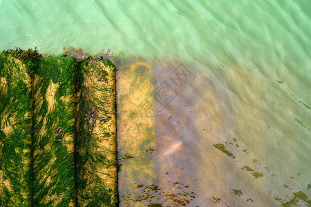 海藻覆盖了向下到浅绿水的步伐背景图片