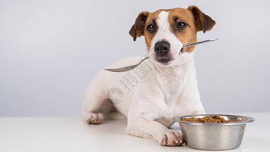 狗躺在一碗干食附近 嘴里拿着勺子 脸色白菜单乐趣盘子宠物桌子饥饿食物服务午餐哺乳动物图片