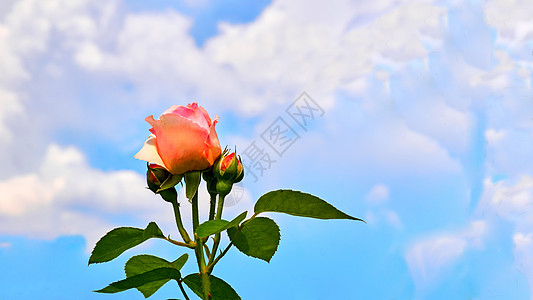 美丽的粉红玫瑰 有叶子与云彩的蓝天空图片
