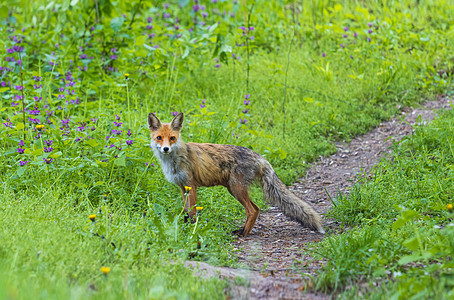 狐狸在森林的道路上 在花草之间林地高清图片素材