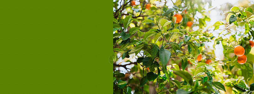 在树枝上挂着成熟的曼达林橙子的网旗 树上生长的多汁柑橘红葡萄酒低角度照片图片