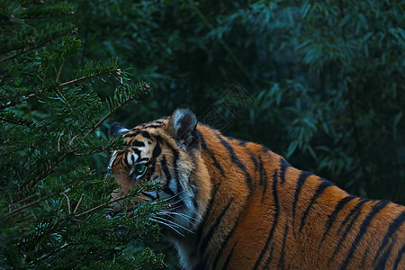 森林里一个成年老虎的近身图片